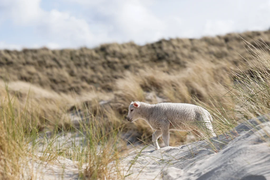 A picture of a sheep in the dune